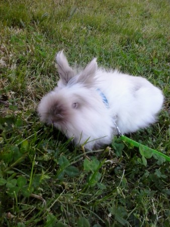 Tobby